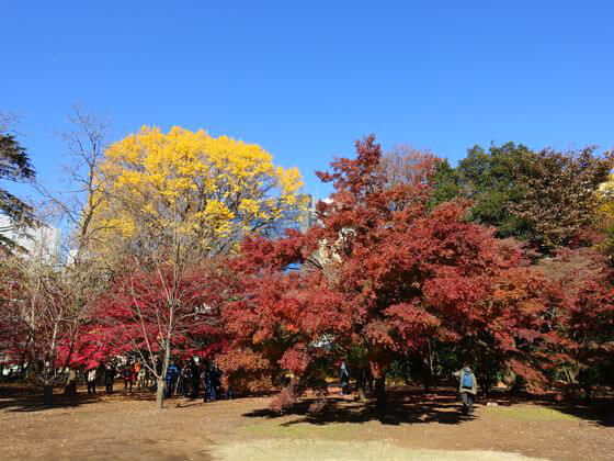 新宿御苑 紅葉 見頃