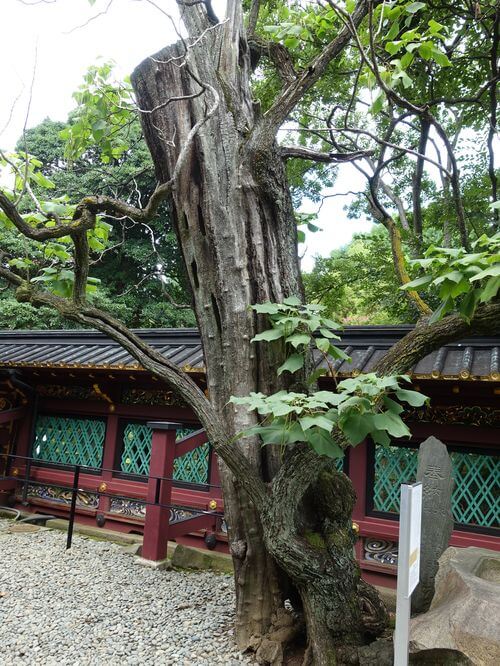 上野東照宮 きささげの木