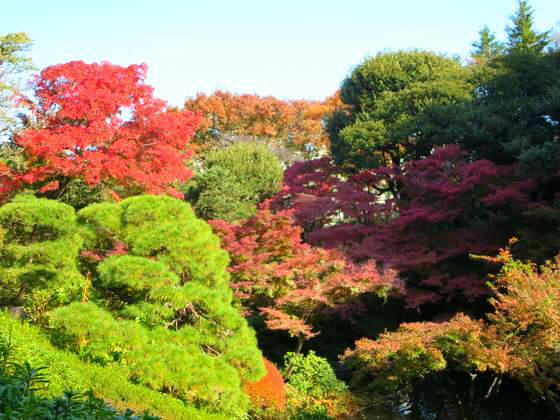 池田山公園 楓