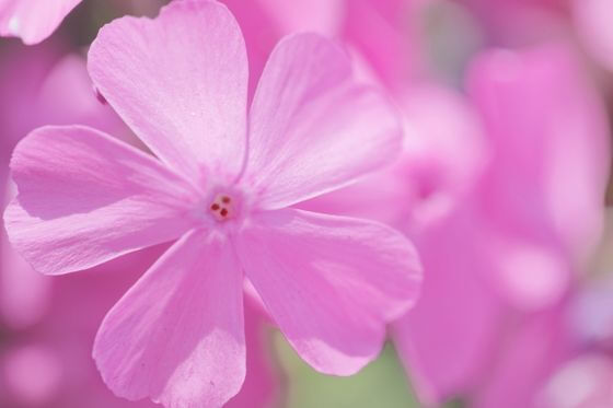 シバザクラ 芝桜 とは 花言葉 由来 見頃の時期などを紹介 歩いてみたブログ