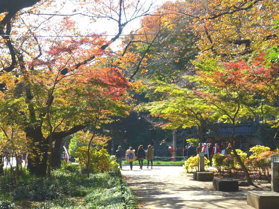 上野恩賜公園の紅葉 22年の見頃の時期と現在の状況は 歩いてみたブログ