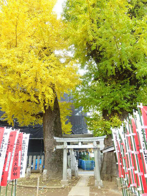 出世稲荷神社 川越 イチョウ 見頃