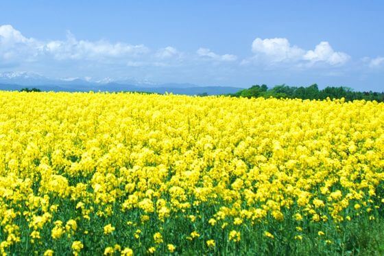菜の花畑 22年の有名な名所から穴場のおすすめスポット 関東 東京近郊 ２１選 歩いてみたブログ