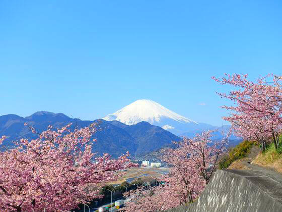 河津桜の有名な名所 21年のおすすめスポット 関東 東京近郊 歩いてみたブログ