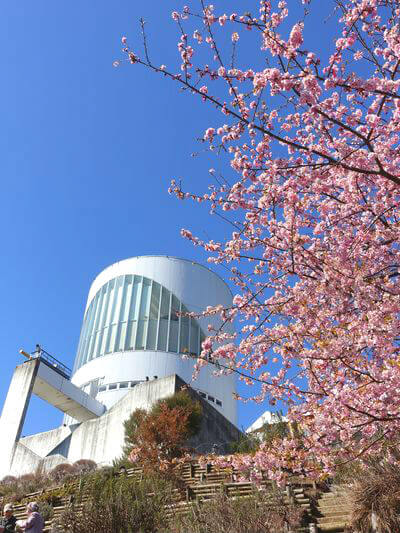 まつだ桜まつり21年 松田山の河津桜の見頃と開花状況は アクセス方法 駐車場は 歩いてみたブログ