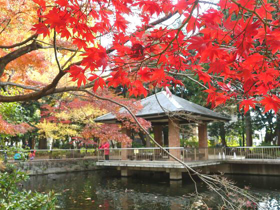 蚕糸の森公園 池 紅葉