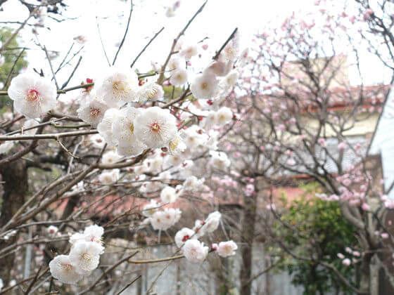 小村井香取神社 白梅