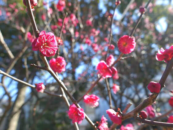 亀戸天神の梅まつり22年の見頃と現在の開花状況は 歩いてみたブログ