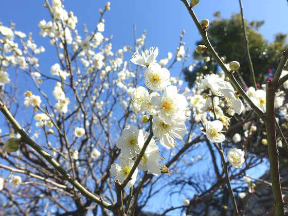 亀戸天神の梅まつり22年の見頃と現在の開花状況は 歩いてみたブログ
