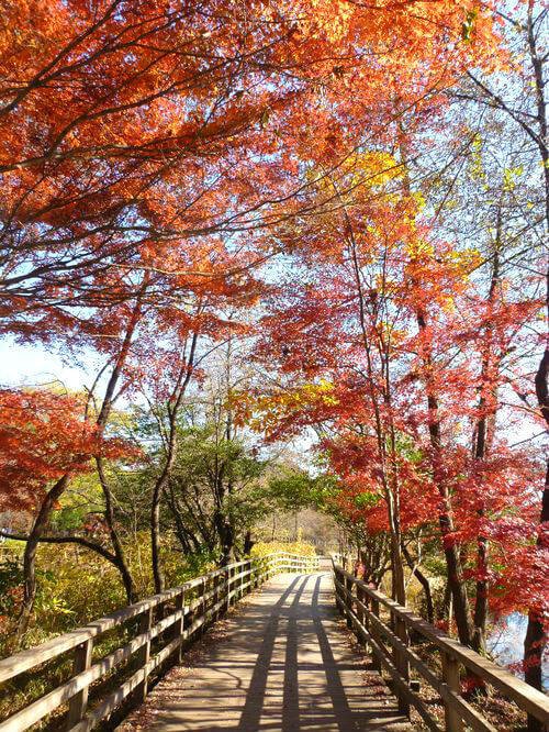 石神井公園 水辺観察園 紅葉