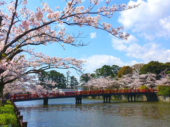 小田原城址公園の桜 お花見 22年の見頃と開花状況は 歩いてみたブログ