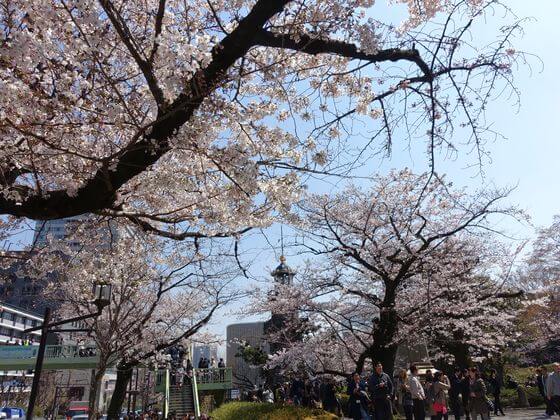 千鳥ヶ淵公園 桜