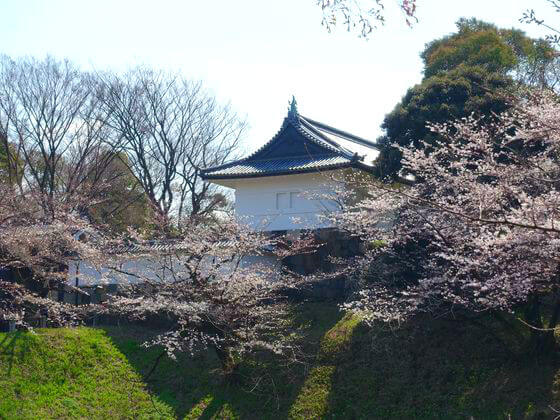 江戸城 桜