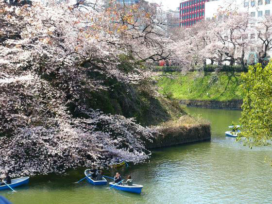 千鳥ヶ淵 桜 ボート 待ち時間