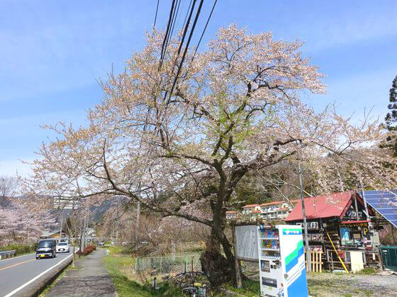 大手の桜 年の見頃と開花状況は 長瀞のお花見スポット
