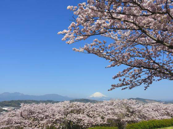 神奈川県の桜 21年の有名な名所から穴場までおすすめ花見スポット 歩いてみたブログ