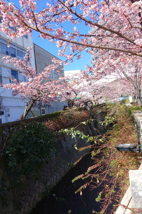糸川 桜