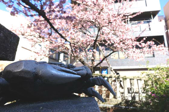 糸川 熱海 桜