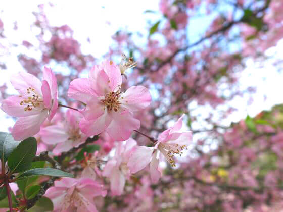 妙本寺 海棠 見頃