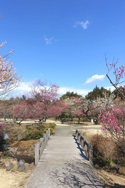 小田原フラワーガーデンの梅 21年の見頃と現在の開花状況は 歩いてみたブログ