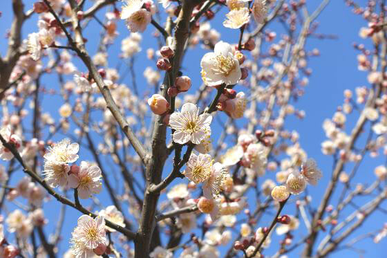 向島百花園の梅まつり 21年の見頃と開花状況は 歩いてみたブログ