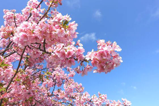 汐入公園 河津桜 開花状況