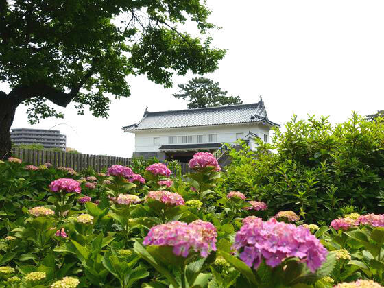 小田原城のアジサイ 21年の見頃 開花状況は 歩いてみたブログ