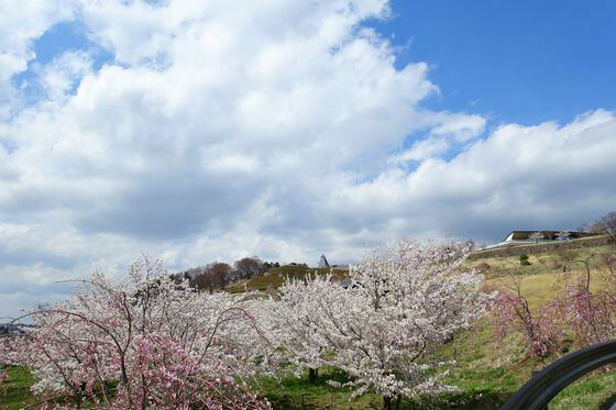 飯綱山公園 桜