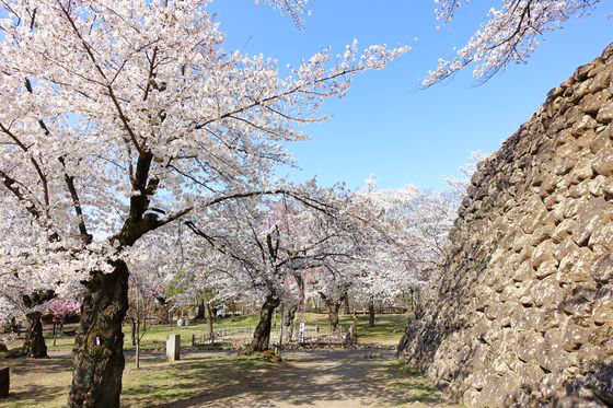 懐古園 桜