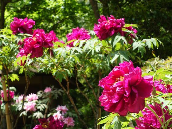 国営昭和記念公園のネモフィラ 21年の見頃と開花状況は 歩いてみたブログ