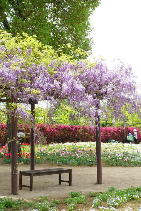 閉園 東武トレジャーガーデンの藤の見頃と開花状況は 歩いてみたブログ