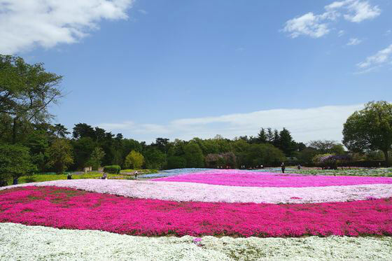 東武トレジャーガーデンの芝桜 年の見頃 開花状況は