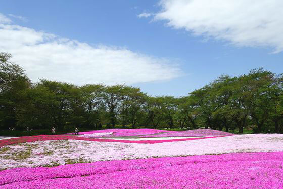 東武トレジャーガーデンの芝桜 21年の見頃 開花状況は 歩いてみたブログ