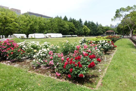 日比谷公園のバラ 22年の見頃と現在の開花状況は 歩いてみたブログ