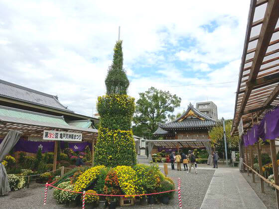 亀戸天神社の菊まつり 21年の開花状況は 歩いてみたブログ