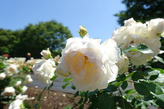 ステファニーグテンベルグ