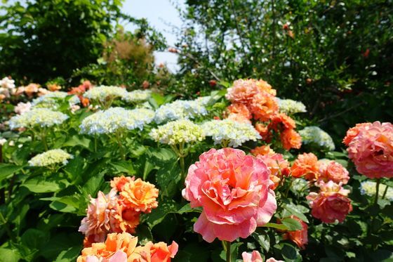 横浜イングリッシュガーデンのバラ 薔薇 年の見頃 開花状況は