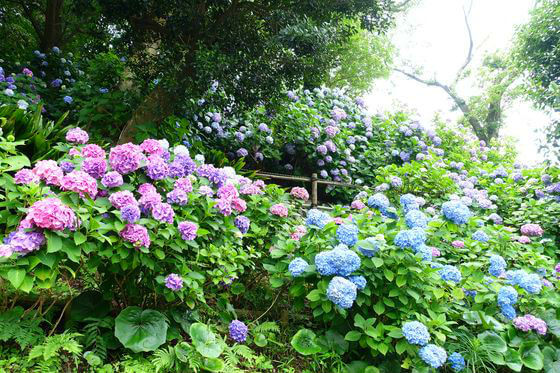 葉山あじさい公園の紫陽花 年の見頃 開花状況は アクセス方法は 歩いてみたブログ