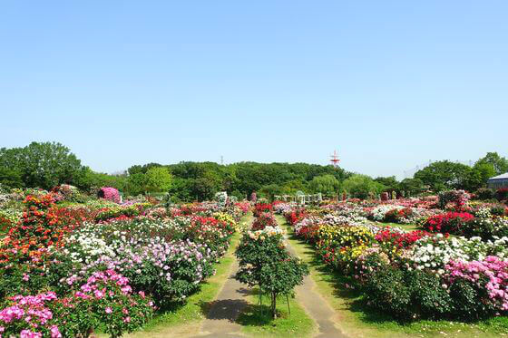 京成バラ園 21年の見頃と現在の開花状況は 歩いてみたブログ