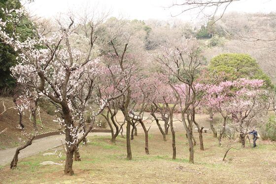生田緑地の梅園 21年の見頃と現在の開花状況は 歩いてみたブログ