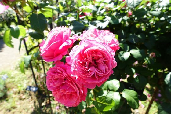 花菜ガーデンのバラ 21年の見頃と現在の開花状況は 歩いてみたブログ