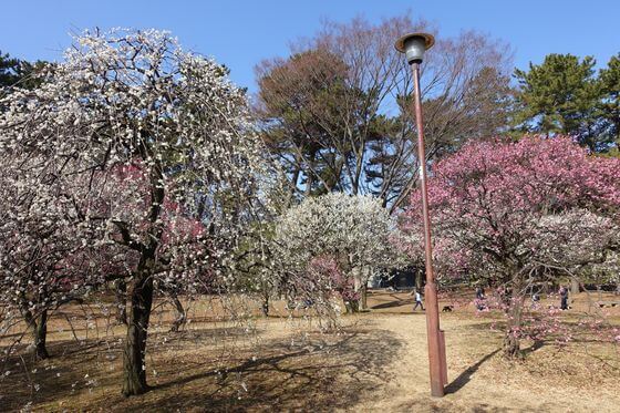 小金井公園の梅 21年の見頃 開花状況は 梅まつり 歩いてみたブログ