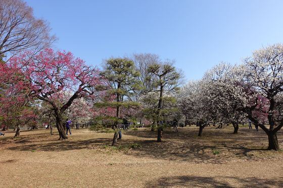 小金井公園 梅林