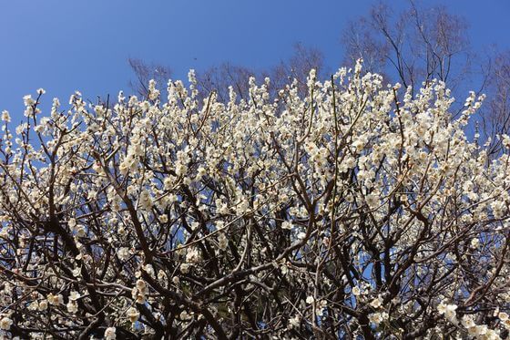 小金井公園の梅 21年の見頃 開花状況は 梅まつり 歩いてみたブログ