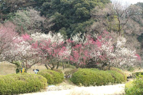 小石川植物園 梅