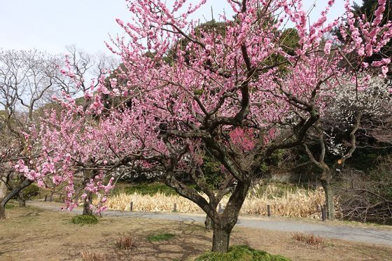 小石川植物園の梅 21年の見頃と現在の開花状況は 歩いてみたブログ