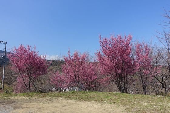 宮本園 おかめ桜