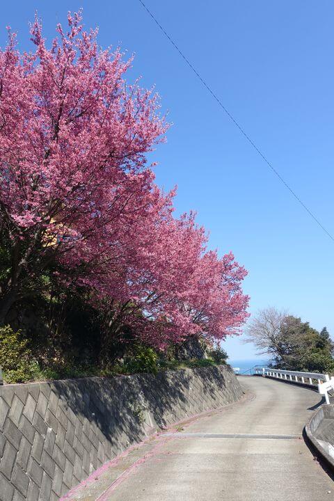 江の浦テラス 桜
