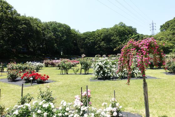 野津田公園のバラ園 21年の見頃と現在の開花状況は アクセス方法と駐車場は 歩いてみたブログ