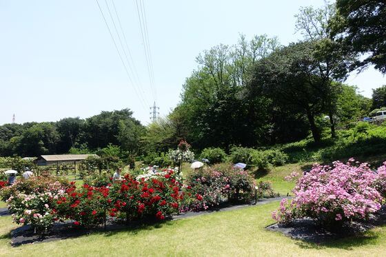 野津田公園のバラ園 21年の見頃と現在の開花状況は アクセス方法と駐車場は 歩いてみたブログ